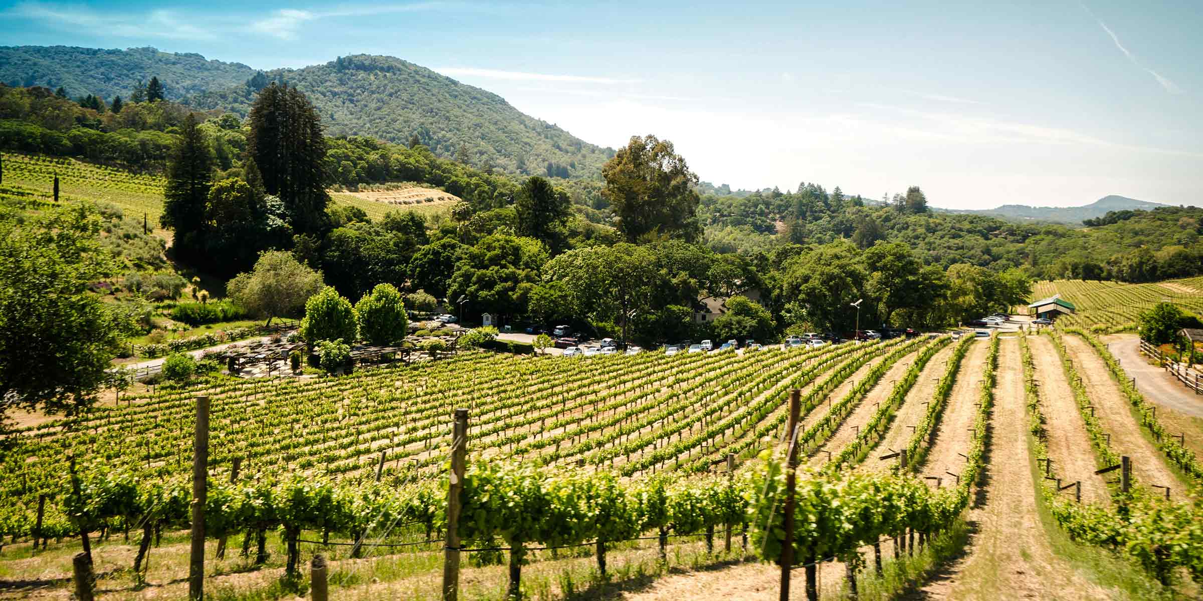 Vineyards on rolling green hills